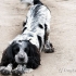 Ruski spaniel